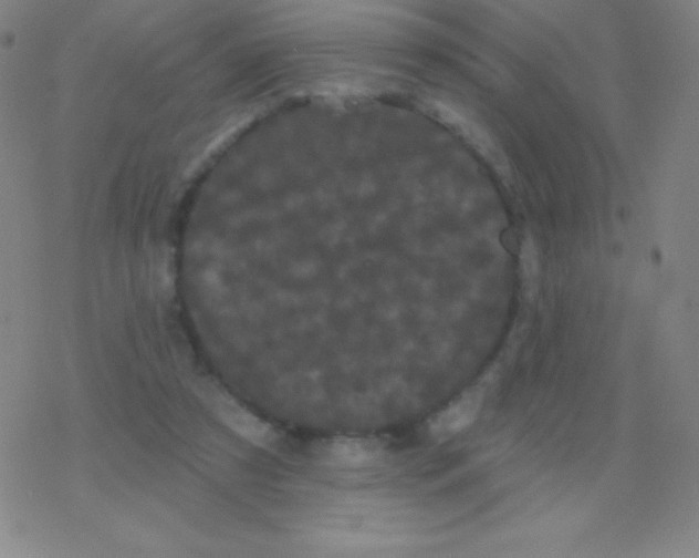 X0000077350305200611101621