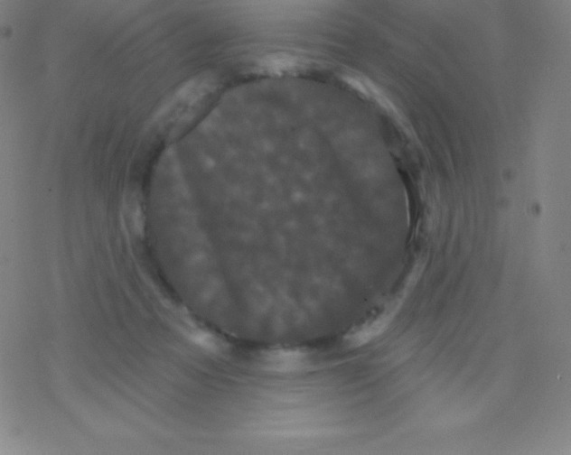 X0000077350313200611101620