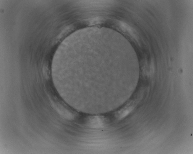 X0000077350316200611101620