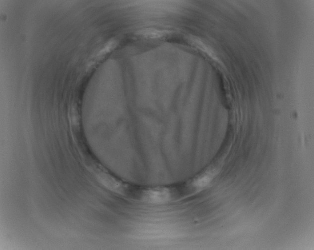 X0000077350317200611101620