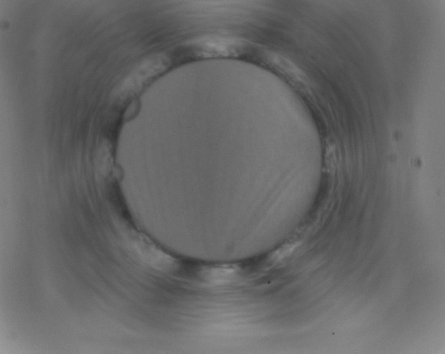 X0000077350318200611101620