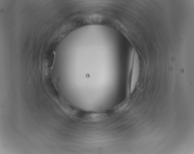 X0000077350323200611101620