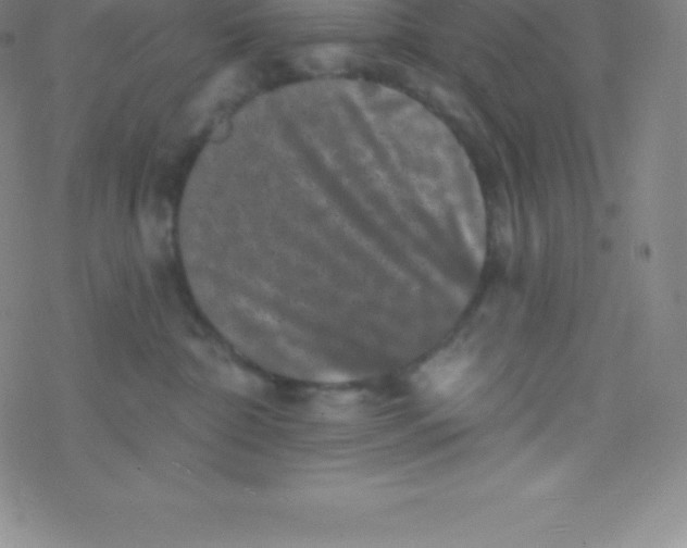 X0000077350332200611101620