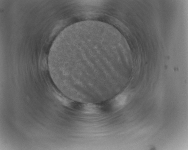 X0000077350336200611101620