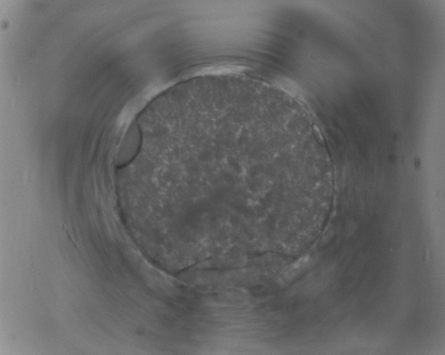 X0000077350337200611101619