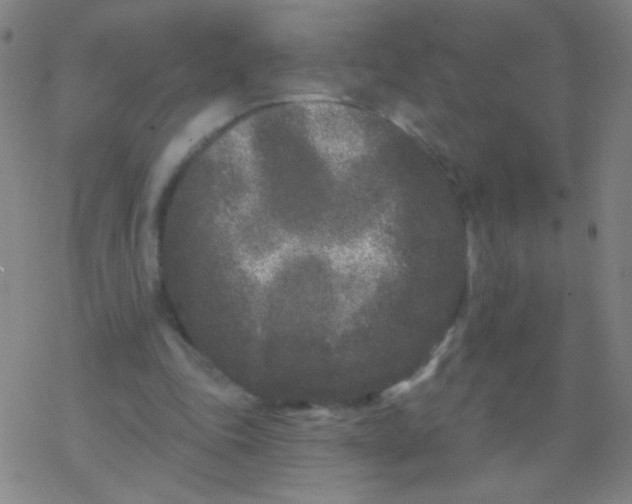 X0000077350343200611101619