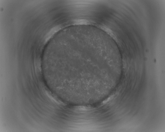 X0000077350347200611101619