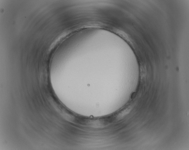 X0000077350349200611101619