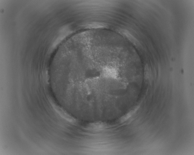 X0000077350351200611101619