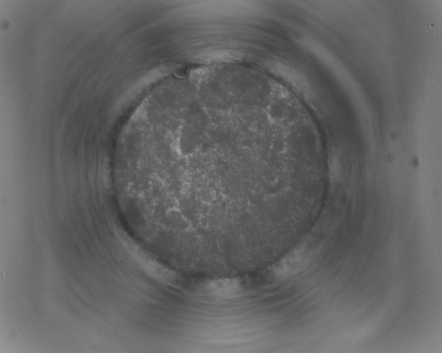 X0000077350353200611101620