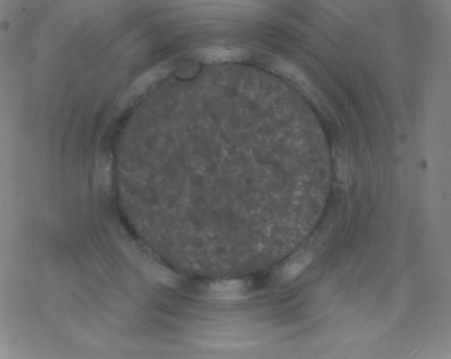 X0000077350357200611101620