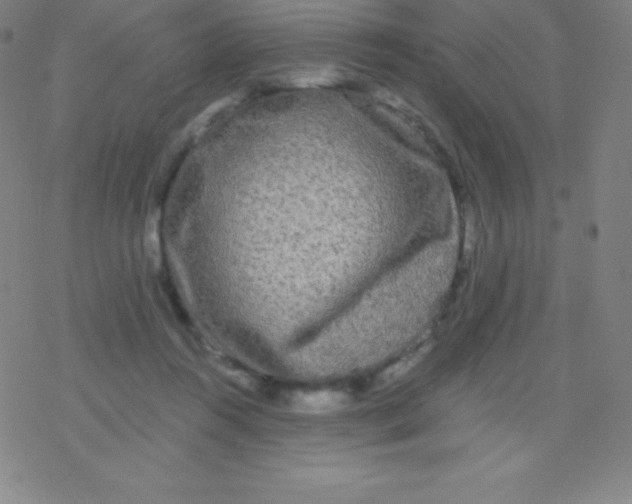 X0000077350360200611101620