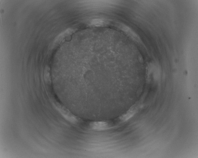 X0000077350361200611101620