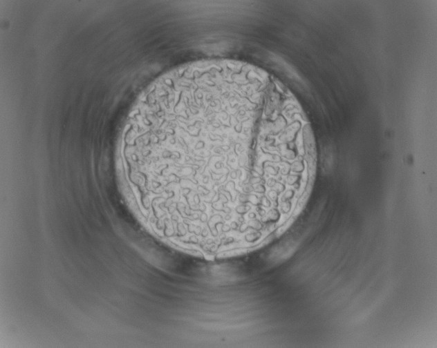 X0000077350365200611101620