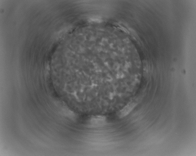 X0000077350369200611101620