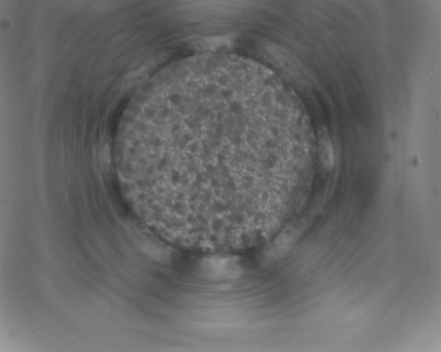 X0000077350375200611101620