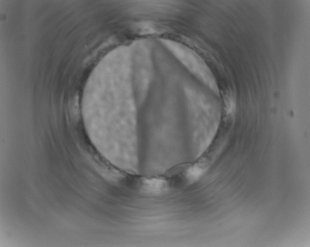 X0000077350376200611101620