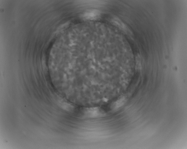 X0000077350377200611101620