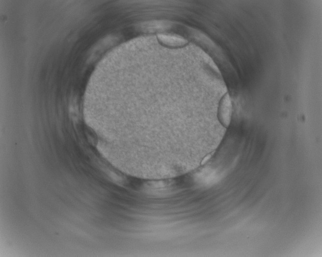 X0000077350381200611101620