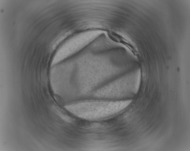 X0000077350390200611101619