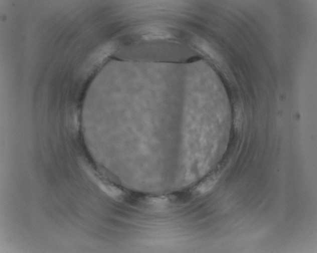 X0000077350405200611101619