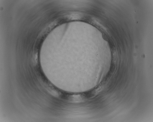 X0000077350406200611101619