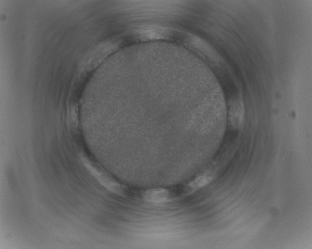 X0000077350410200611101619