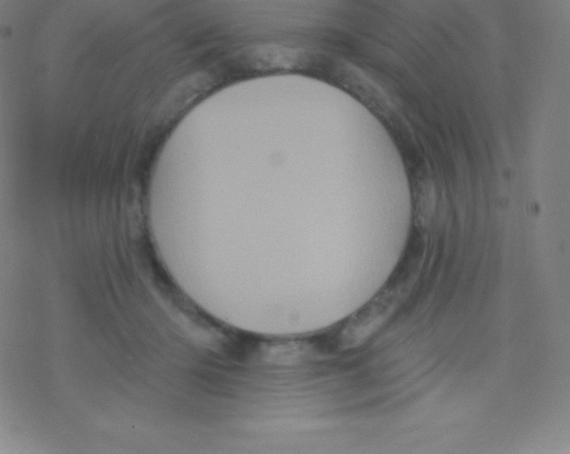 X0000077350414200611101619