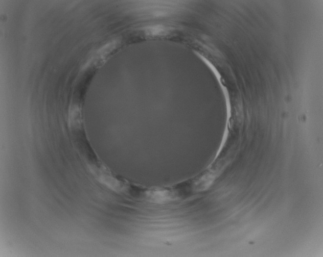 X0000077350419200611101619