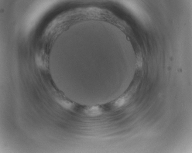 X0000077350431200611101618