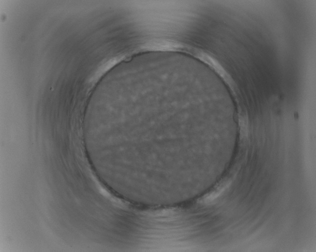 X0000077350433200611101618