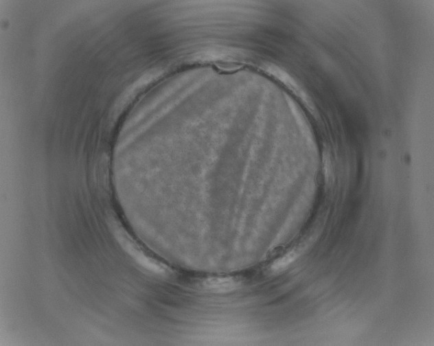 X0000077350445200611101618