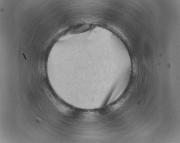 X0000077350453200611101618