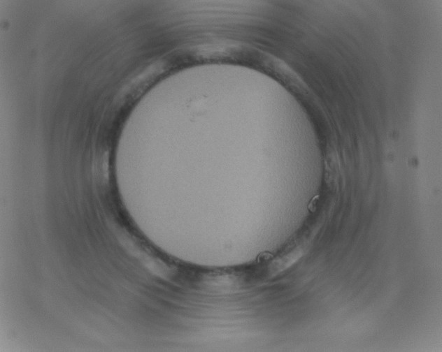 X0000077350454200611101618