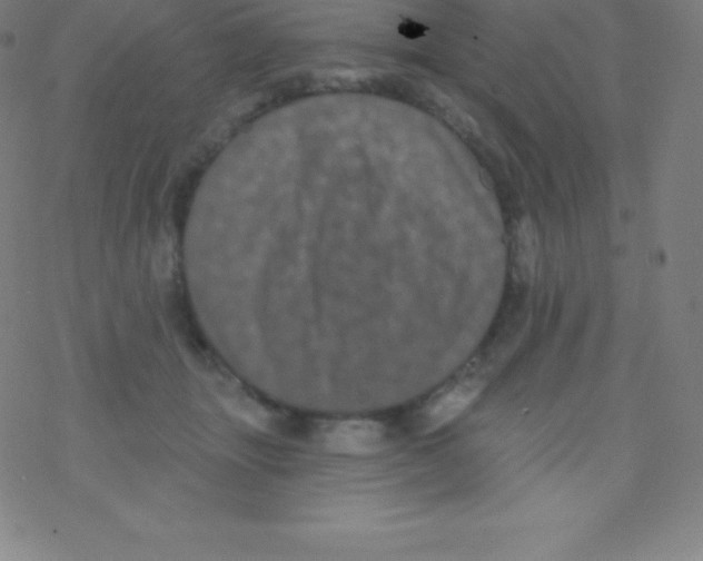 X0000077350463200611101618