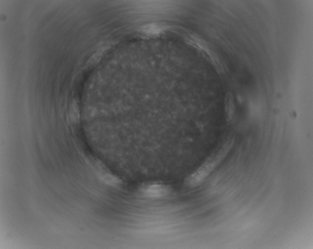 X0000077350467200611101618