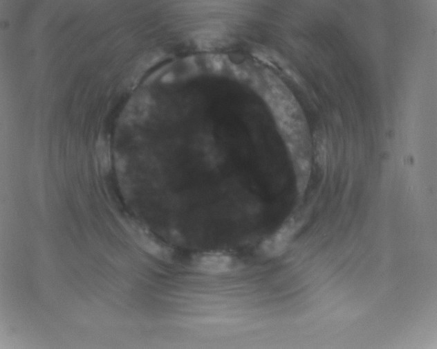 X0000077350471200611101618