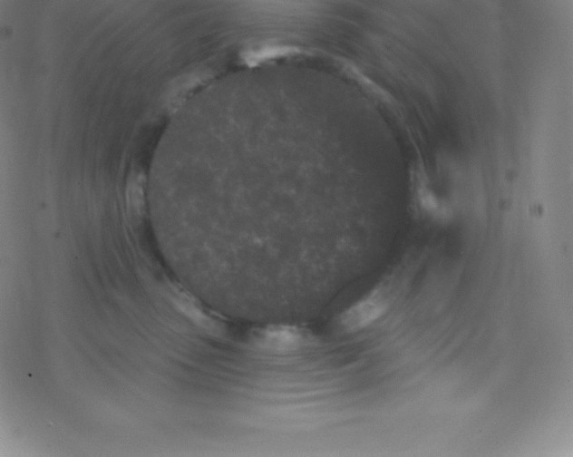 X0000077350475200611101618