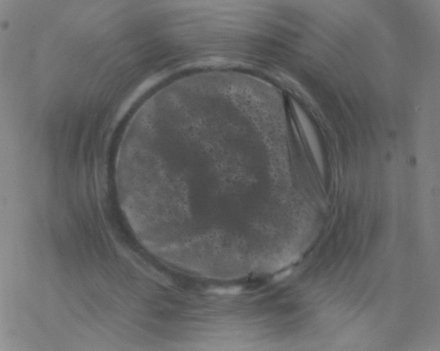 X0000077350484200611101618