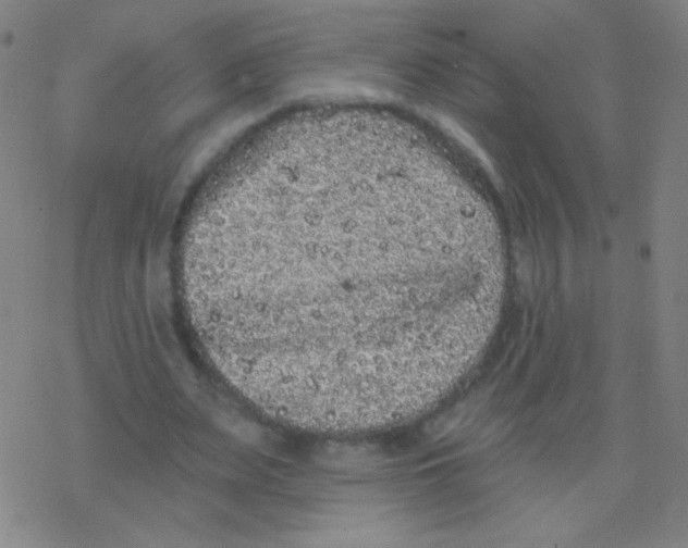 X0000077350487200611101618