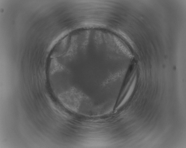 X0000077350488200611101618