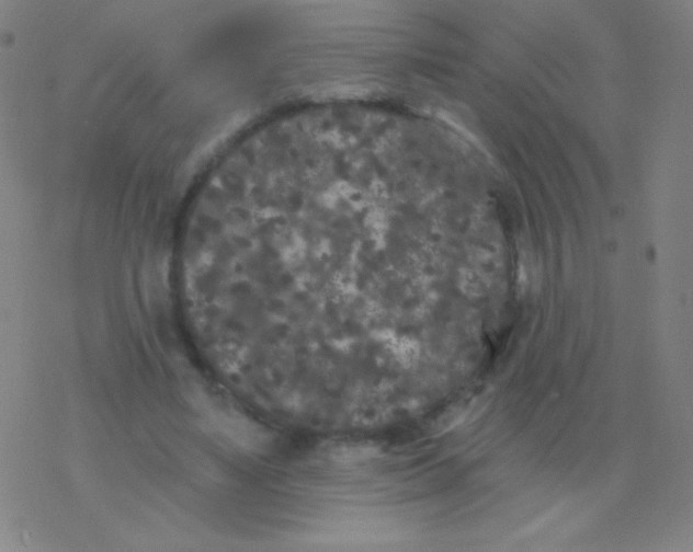 X0000077350491200611101617