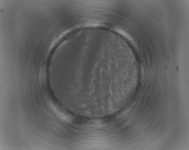 X0000077350492200611101617