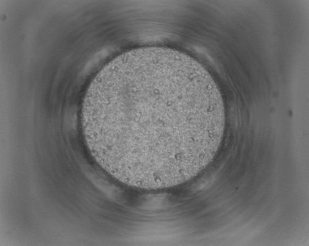 X0000077350495200611101617