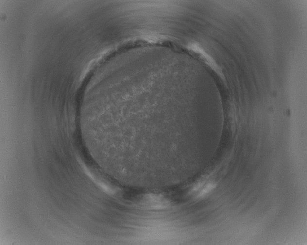 X0000077350496200611101617