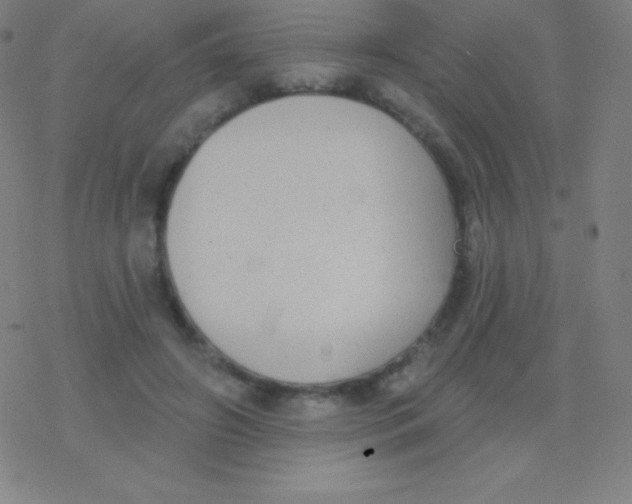 X0000077350498200611101617