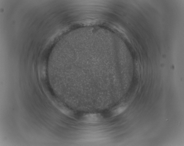 X0000077350499200611101617