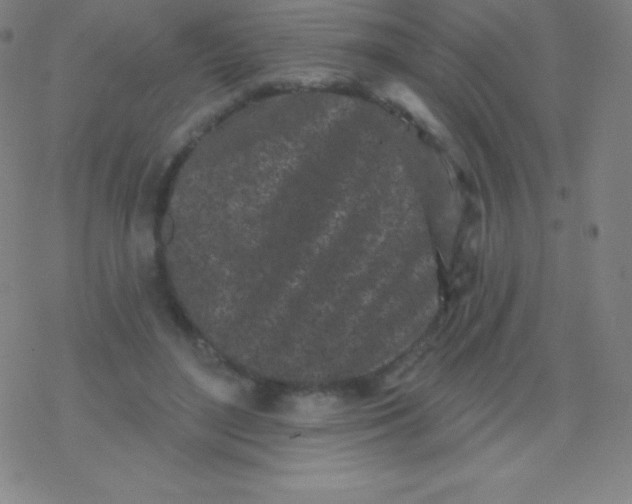 X0000077350500200611101617