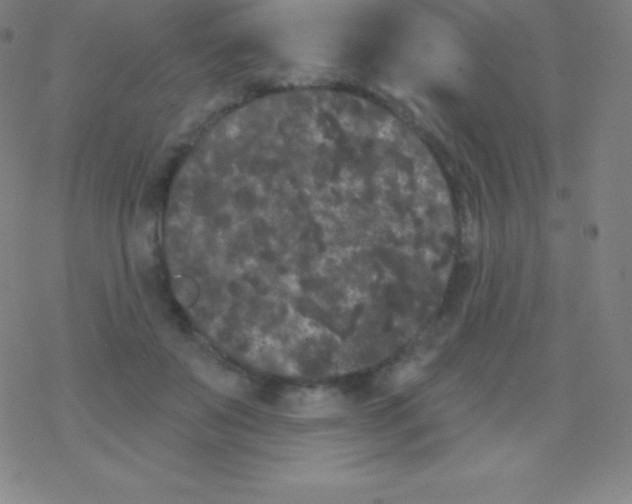 X0000077350503200611101617