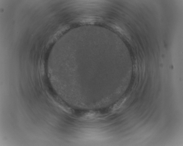 X0000077350504200611101617